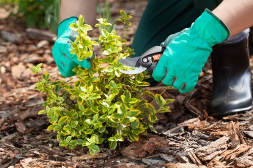 Professional lawn mowing service in Wapping