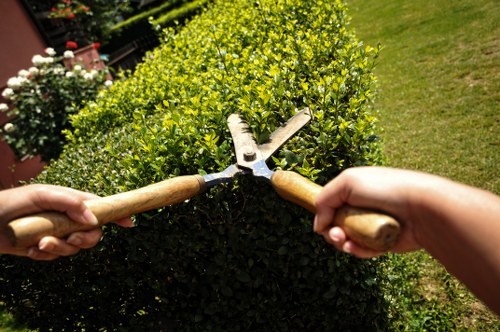 Professional arborist performing crown work on a tree