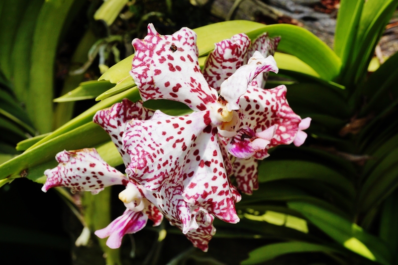 irrigation system garden
