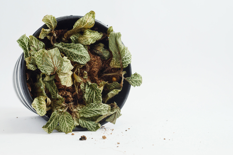 irrigation system garden